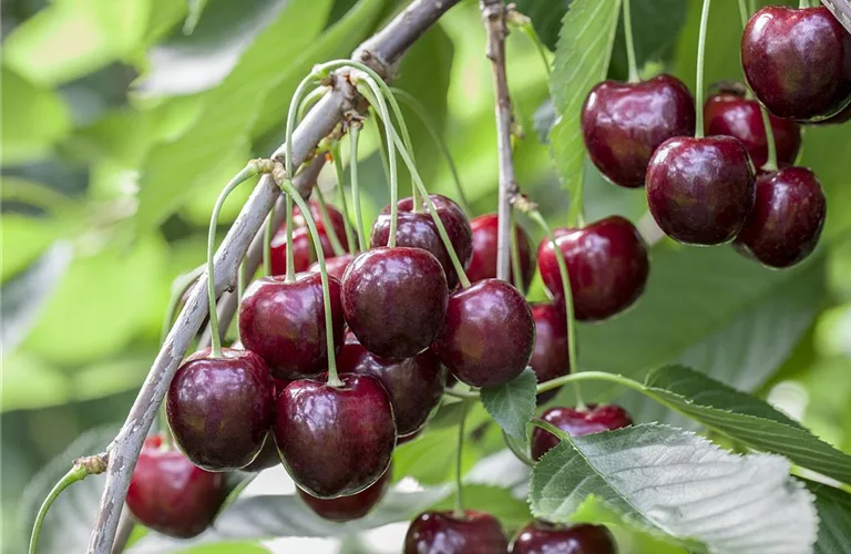 Prunus av.'Sunburst' CAC