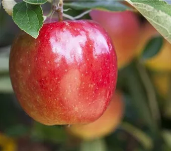 Malus 'Braeburn' CAC