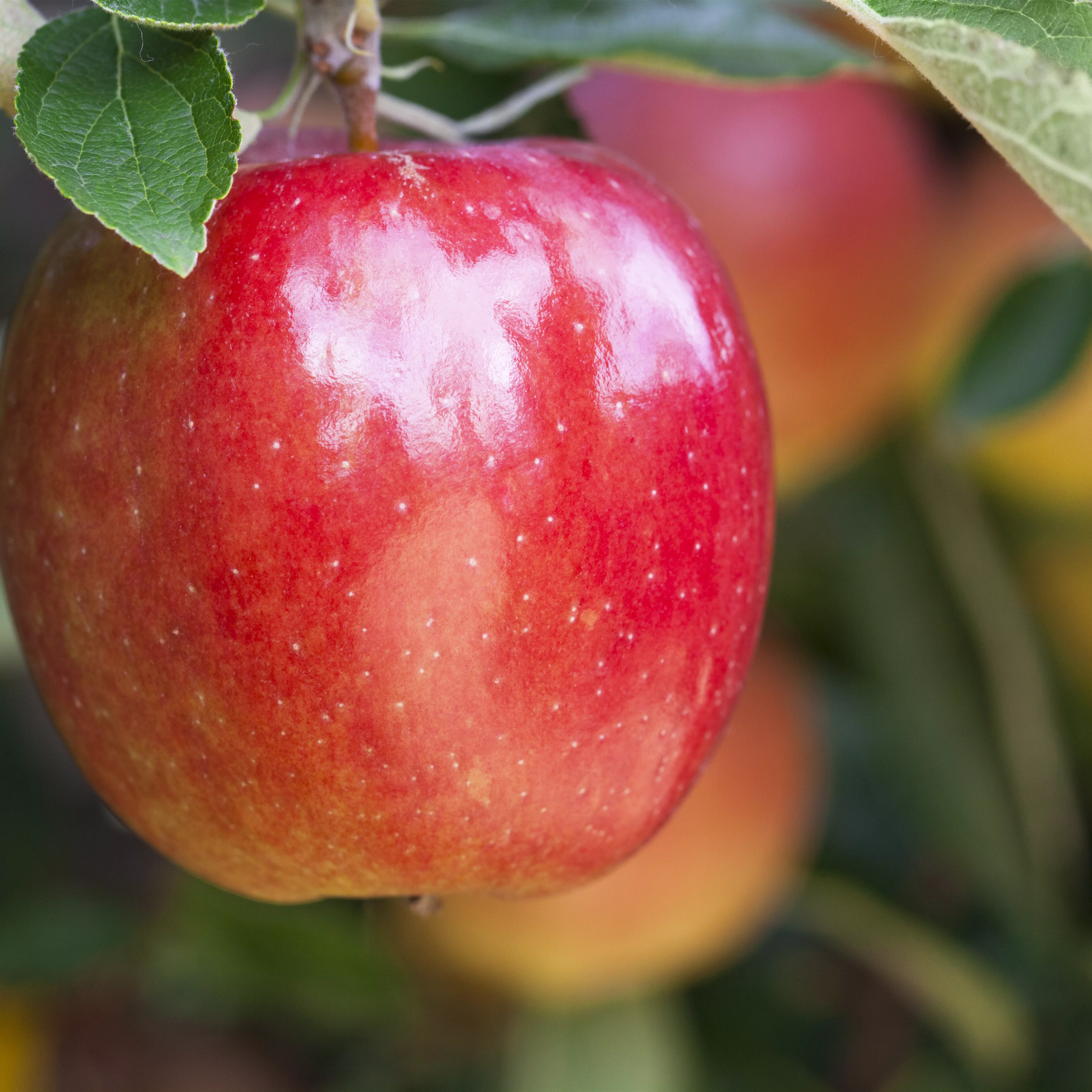 Malus 'Braeburn' CAC