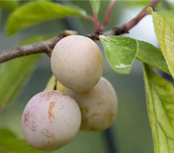 Prunus syr.'Von Nancy' CAC