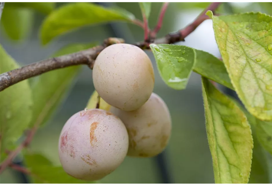 Zwetsche 'Mirabelle von Nancy'