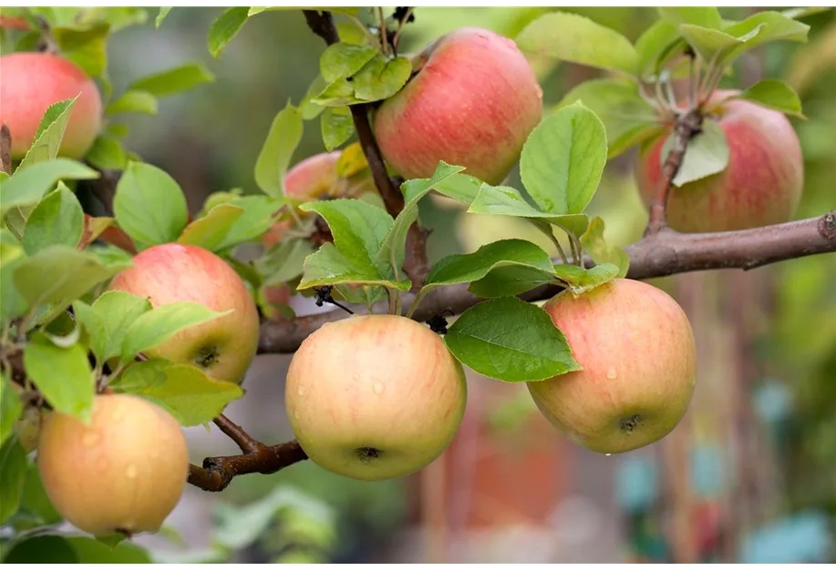 Apfel 'Prinz Albrecht von Preußen' mittel