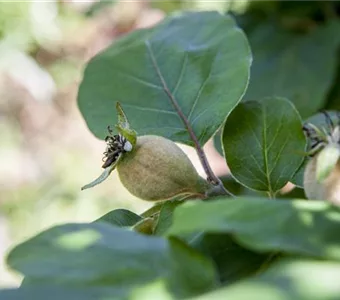 Cydonia 'Konstantinop.Apfelquitte' CAC