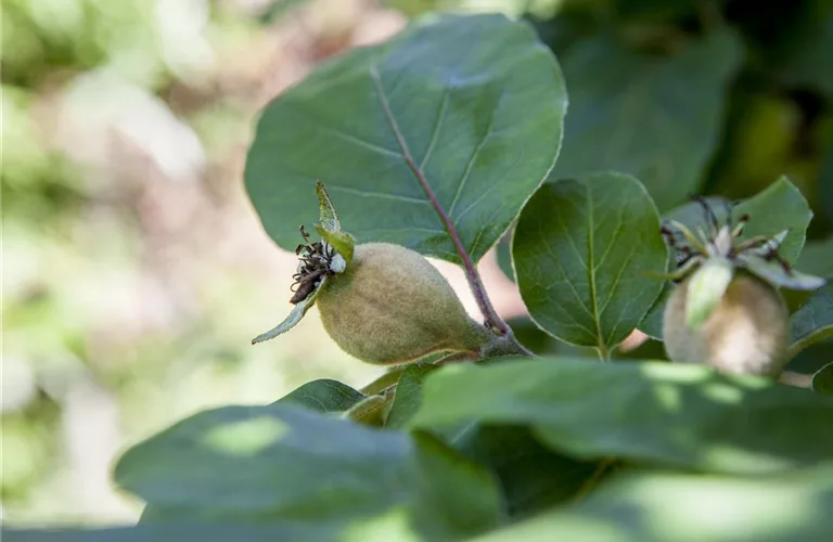 Cydonia 'Konstantinop.Apfelquitte' CAC