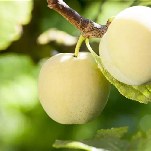 Prunus ital.'Große Grüne Renekl.' CAC