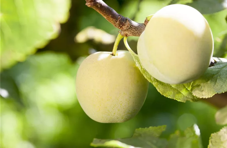 Prunus ital.'Große Grüne Renekl.' CAC