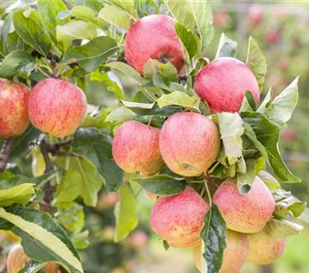 Malus 'Gravensteiner' CAC