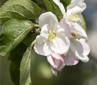 Malus 'Jakob Lebel' CAC