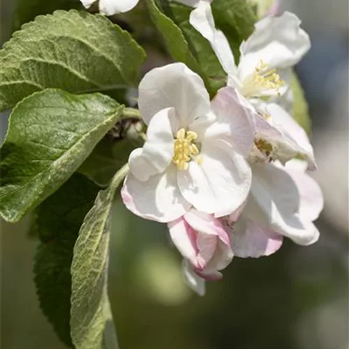 Malus 'Jakob Lebel' CAC