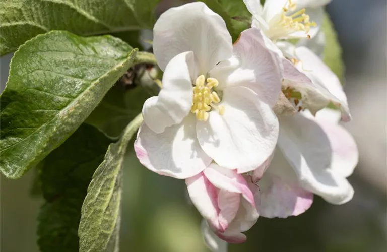 Malus 'Jakob Lebel' CAC