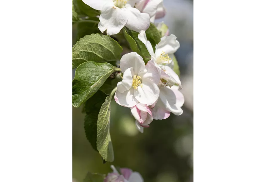 Apfel 'Jakob Lebel' mittel