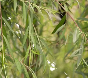 Salix alba 'Tristis'