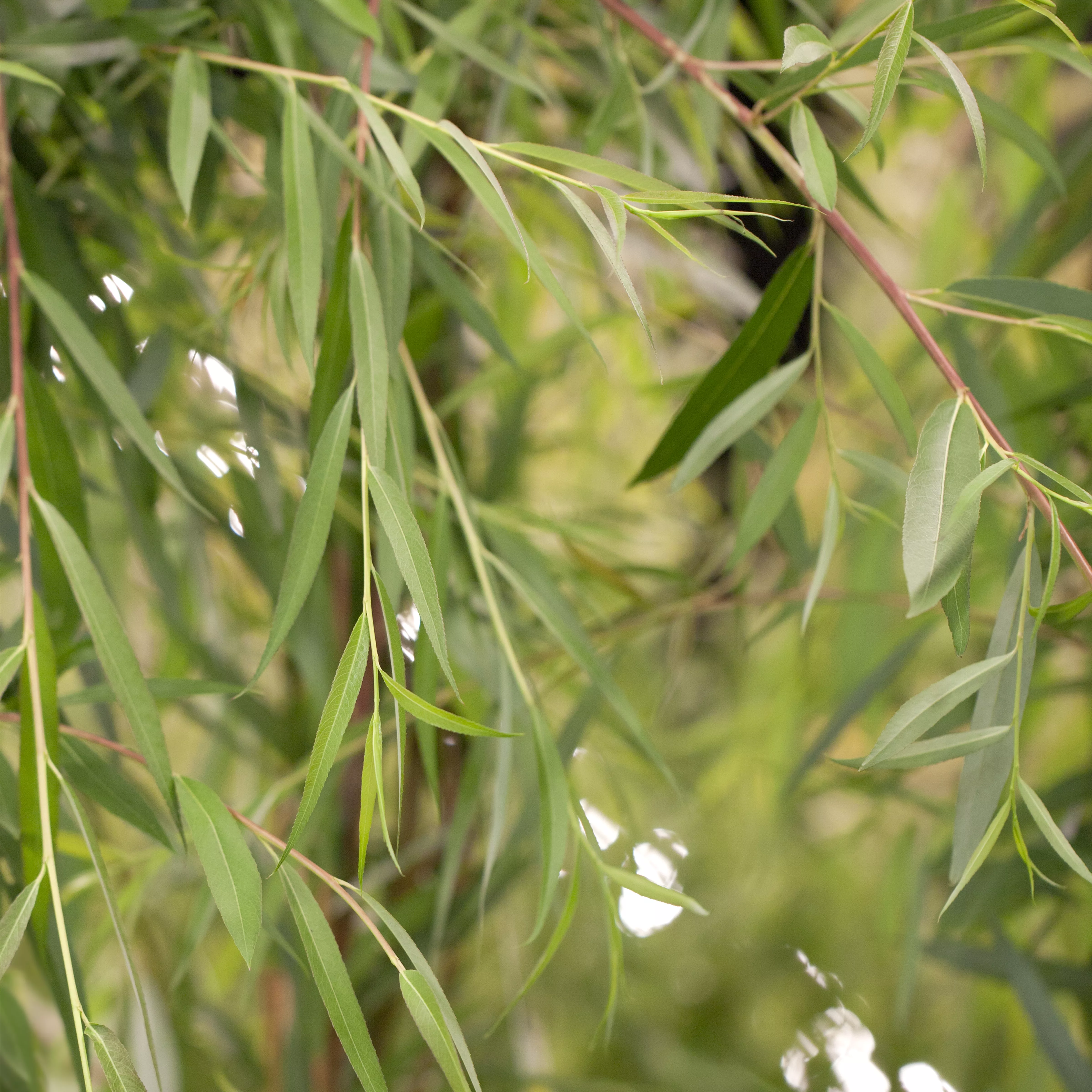 Salix alba 'Tristis'