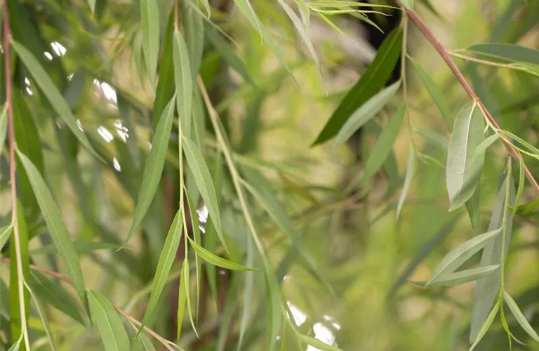 Salix alba 'Tristis'