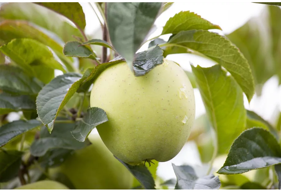 Apfel 'Weißer Klarapfel' früh