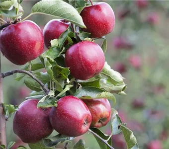 Malus 'James Grieve' CAC