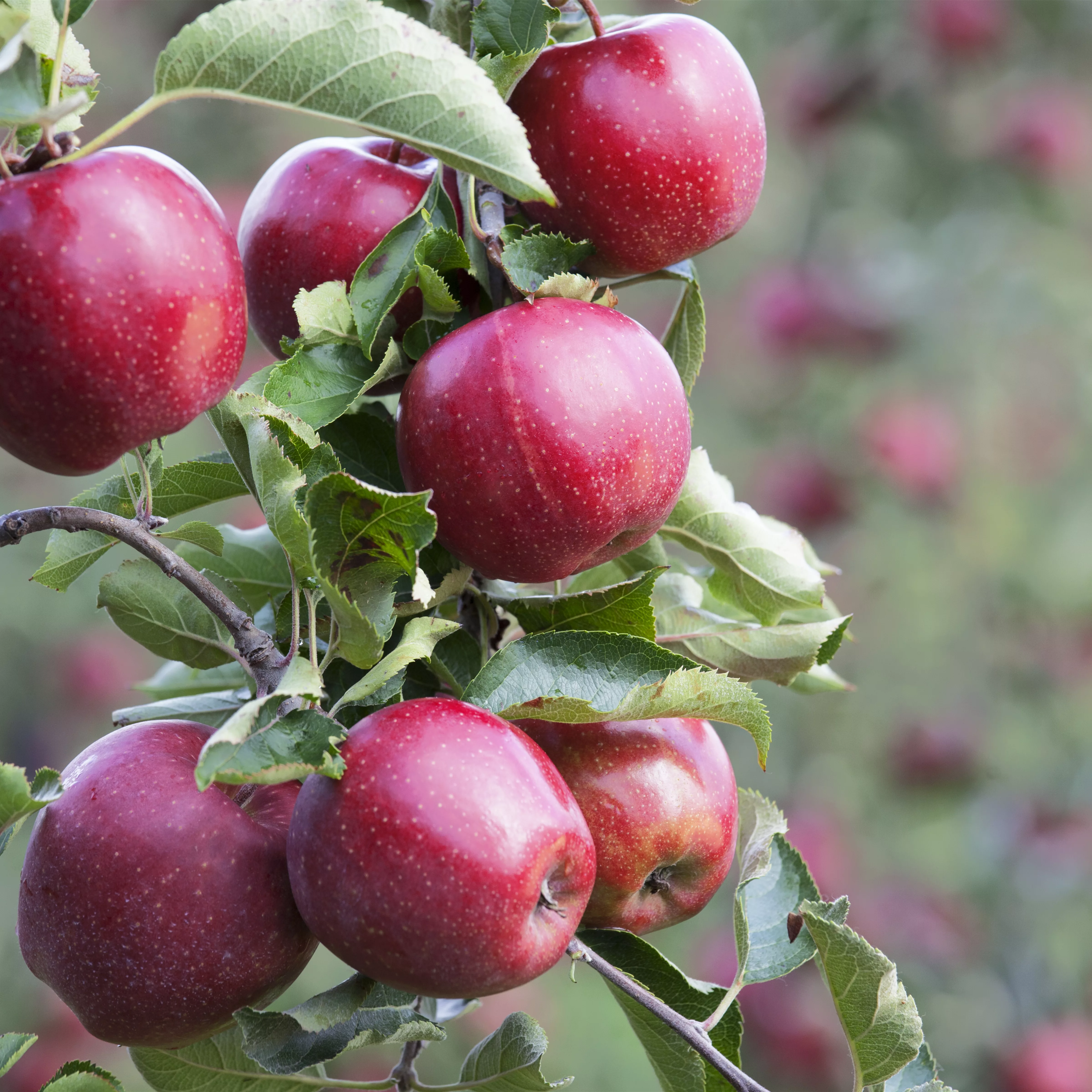 Malus 'James Grieve' CAC