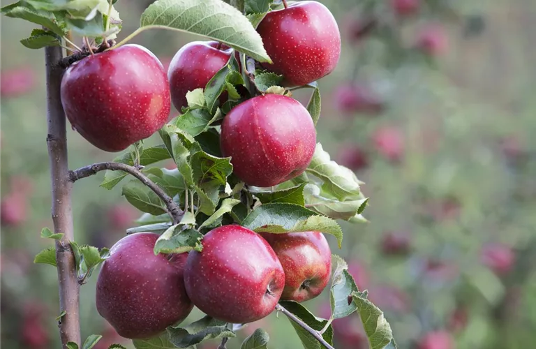 Malus 'James Grieve' CAC