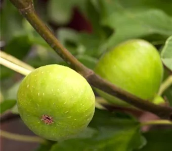 Ficus carica 'Brown Turkey' CAC