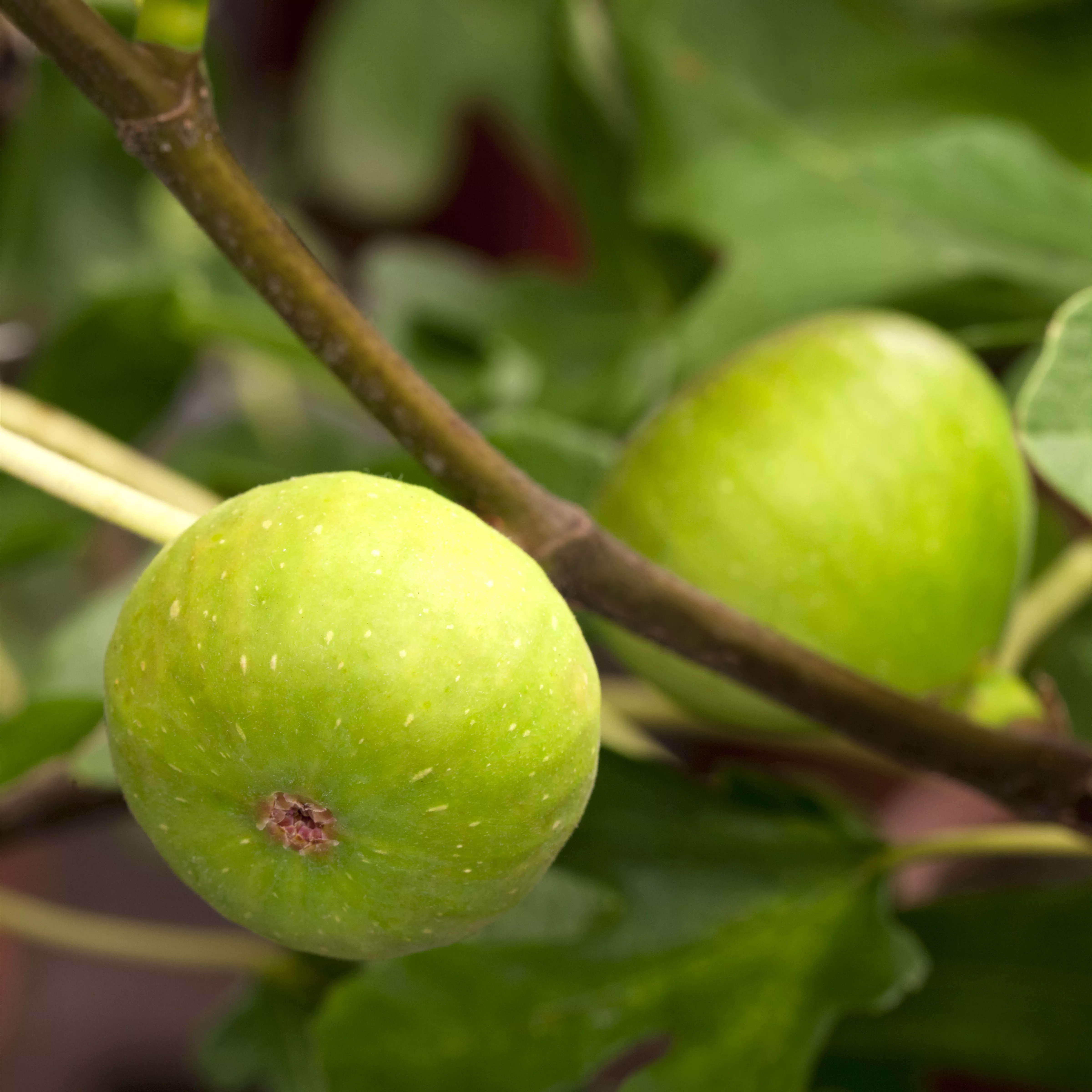 Ficus carica 'Brown Turkey' CAC