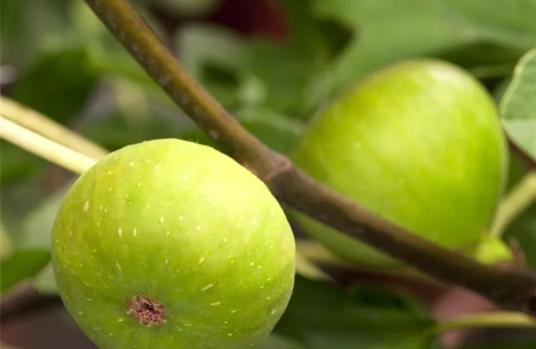 Ficus carica 'Brown Turkey' CAC