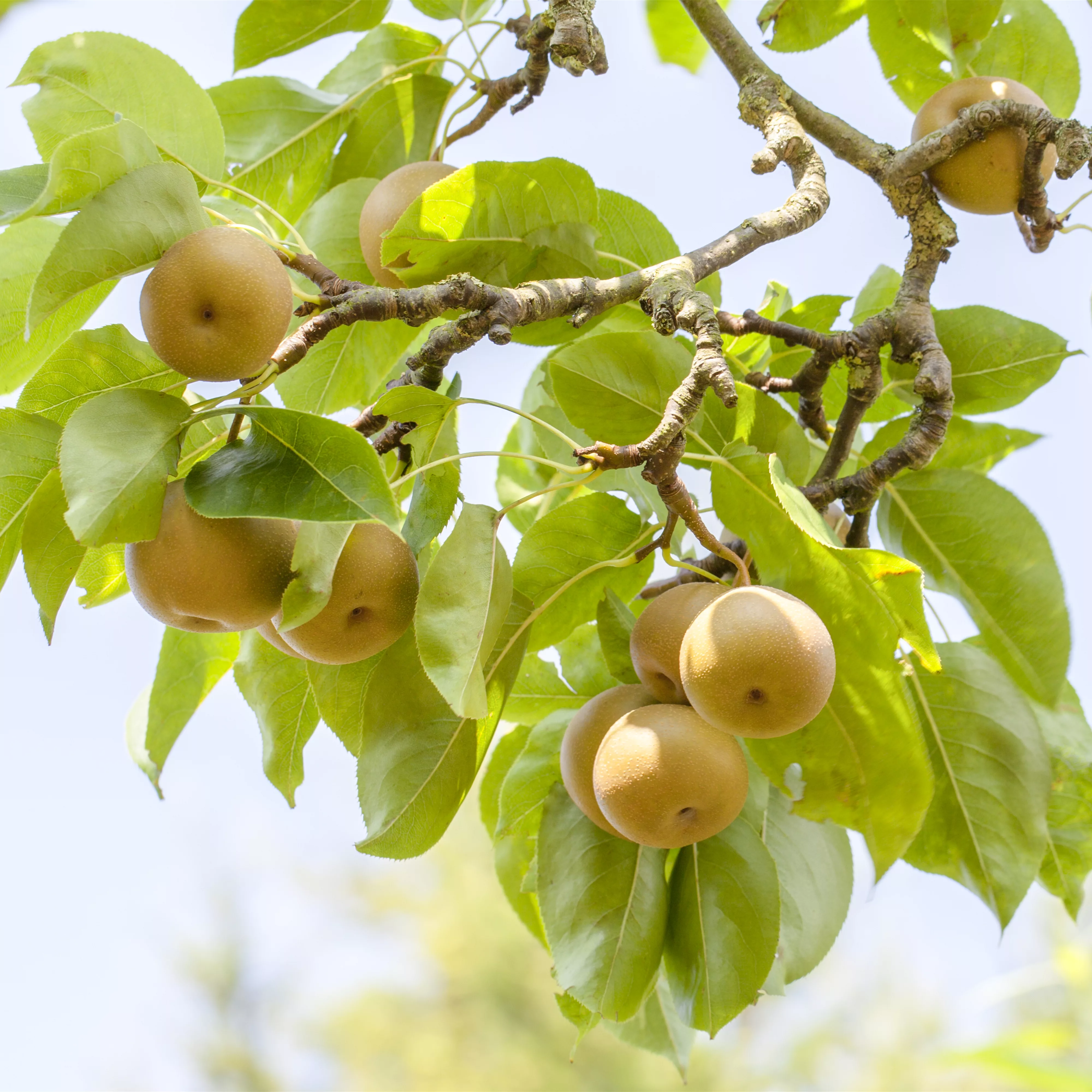 Der Obstgarten – viele Leckereien für große und kleine Naschkatzen