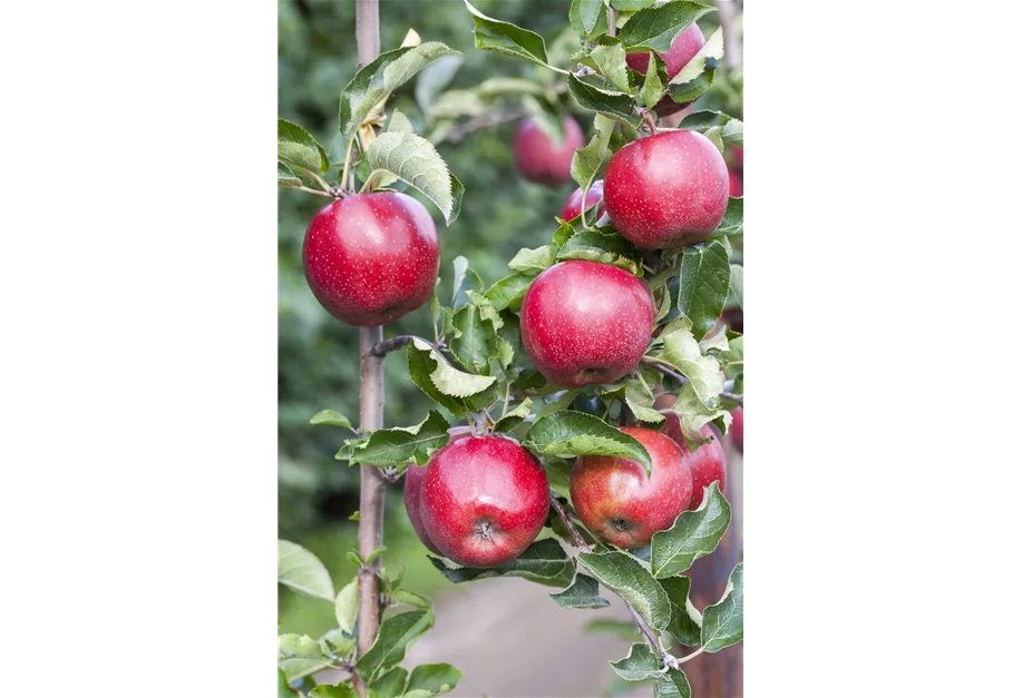 Apfel 'Florina'