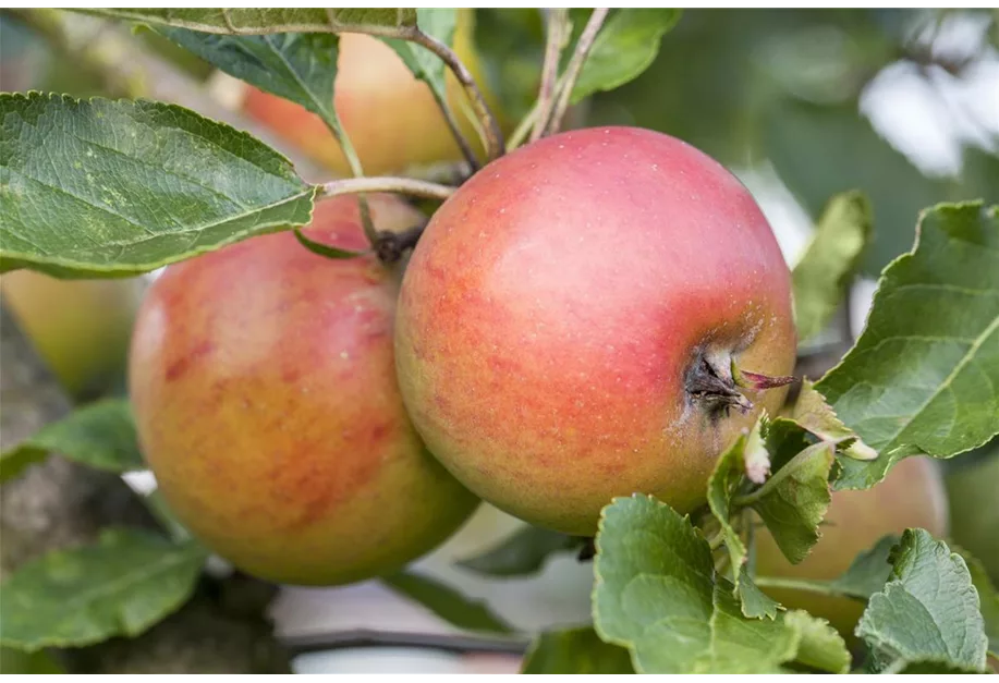 Apfel 'Rote Goldparmäne'