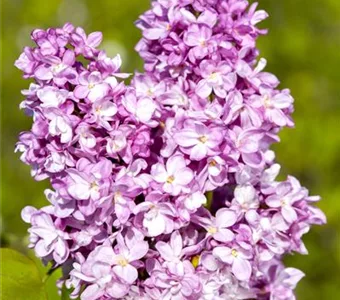 Syringa vulg.'Andenken an Ludwig Späth'