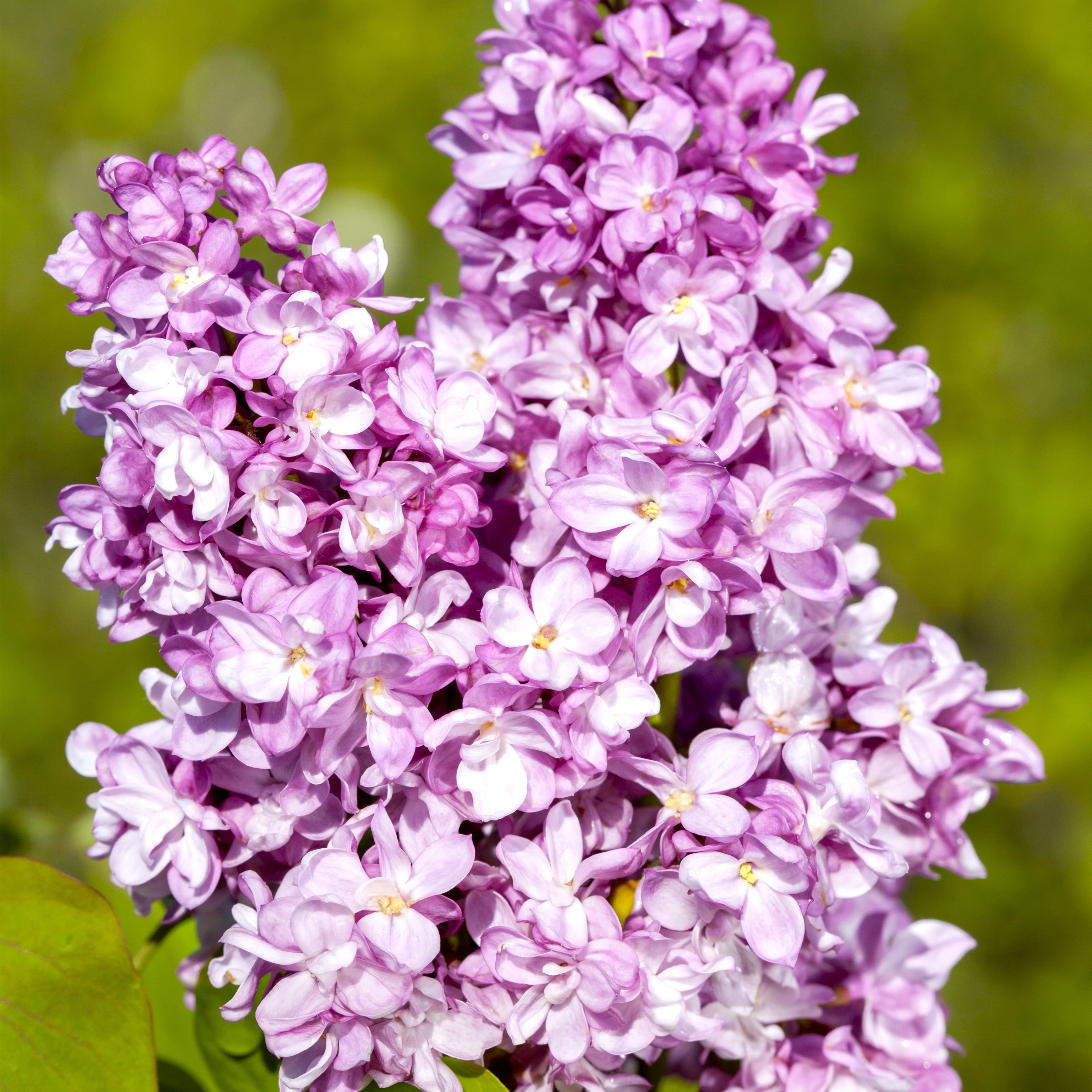 Syringa vulg.'Andenken an Ludwig Späth'