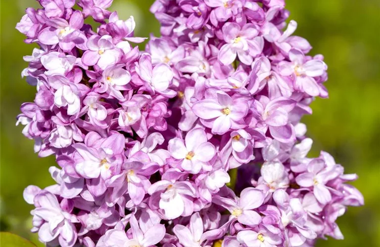 Syringa vulg.'Andenken an Ludwig Späth'