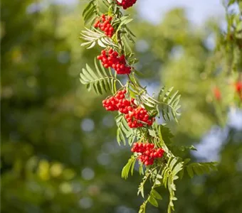 Sorbus aucuparia