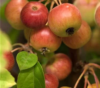 Malus 'Evereste' -R-