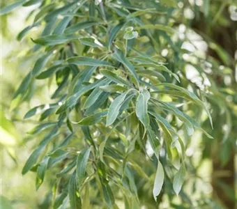 Pyrus salicifolia 'Pendula'