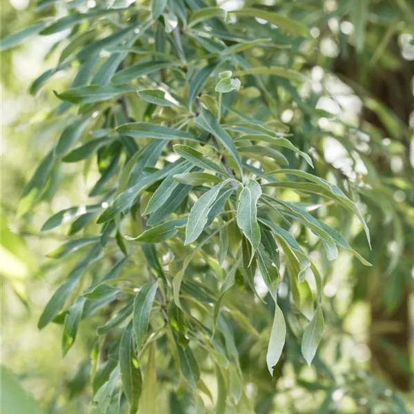 Pyrus salicifolia 'Pendula'