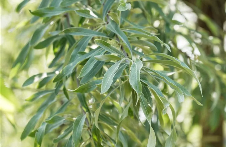 Pyrus salicifolia 'Pendula'