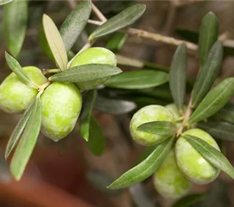 Olea europaea