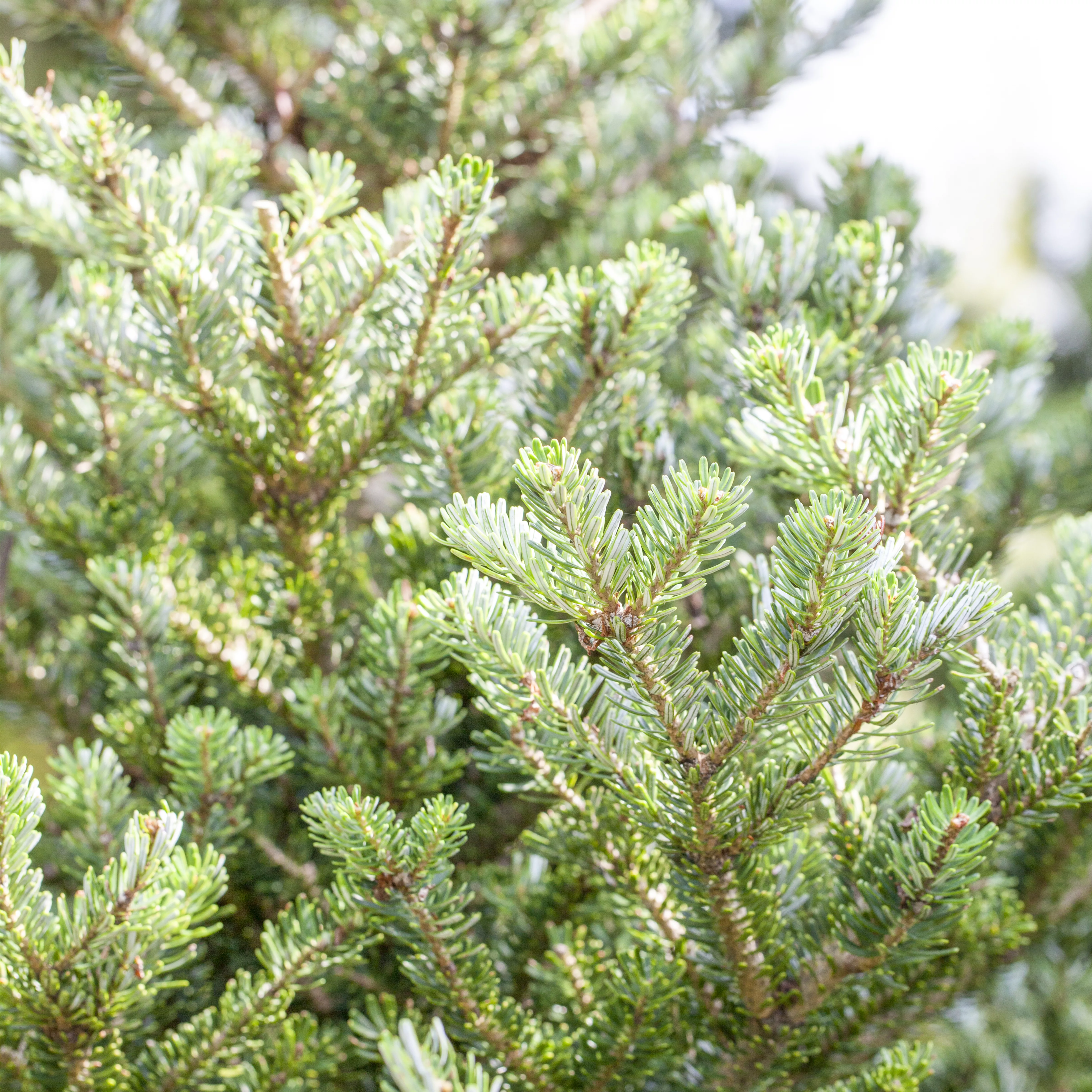 Abies koreana 'Sämling'