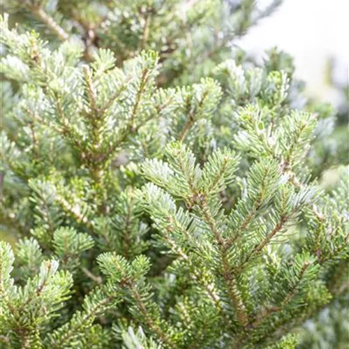 Abies koreana 'Sämling'