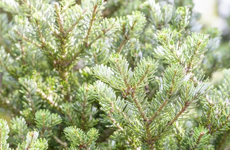 Abies koreana 'Sämling'