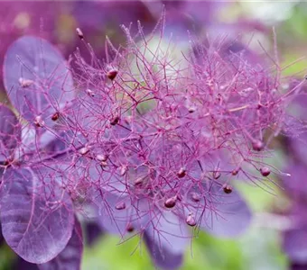 Cotinus coggygria 'Royal Purple'