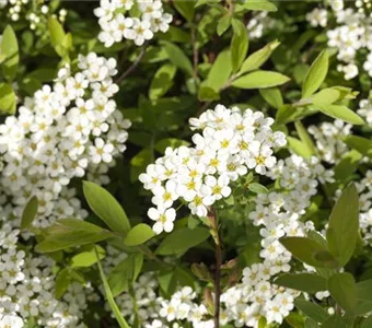 Spiraea cinerea 'Grefsheim'