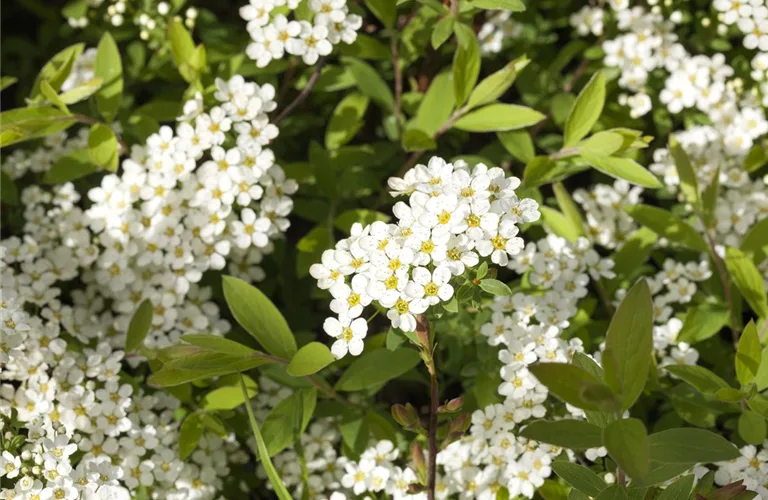 Spiraea cinerea 'Grefsheim'