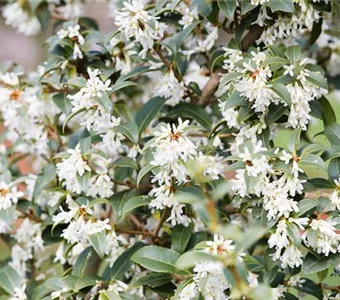 Osmanthus burkwoodii