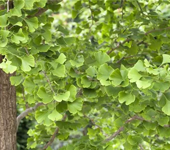 Ginkgo biloba