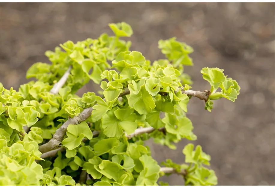 Zwerg-Fächerblattbaum 'Chris Dwarf'