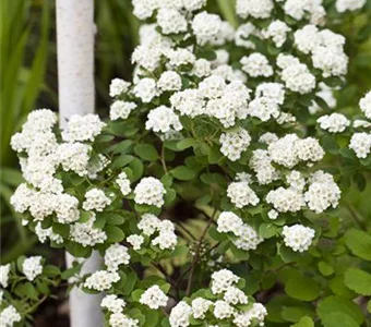 Spiraea vanhouttei