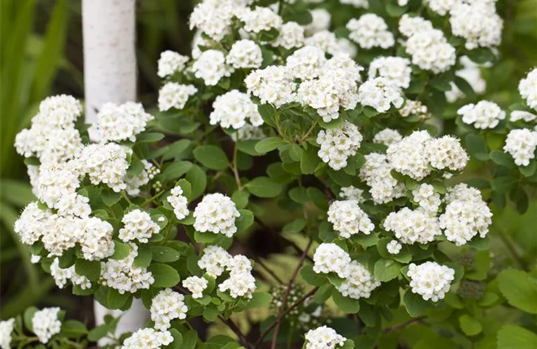 Spiraea vanhouttei