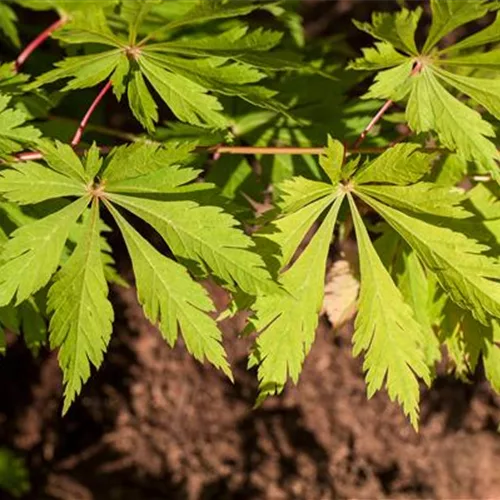 Acer japonicum 'Aconitifolium'