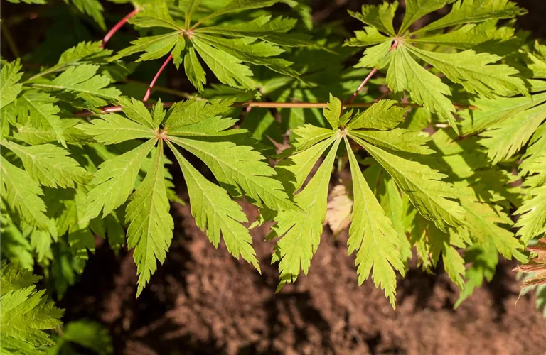 Acer japonicum 'Aconitifolium'